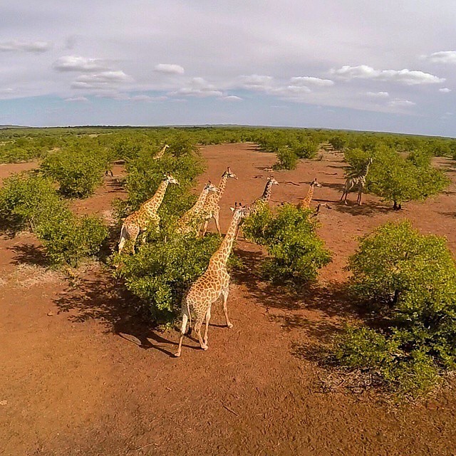 drone wildlife