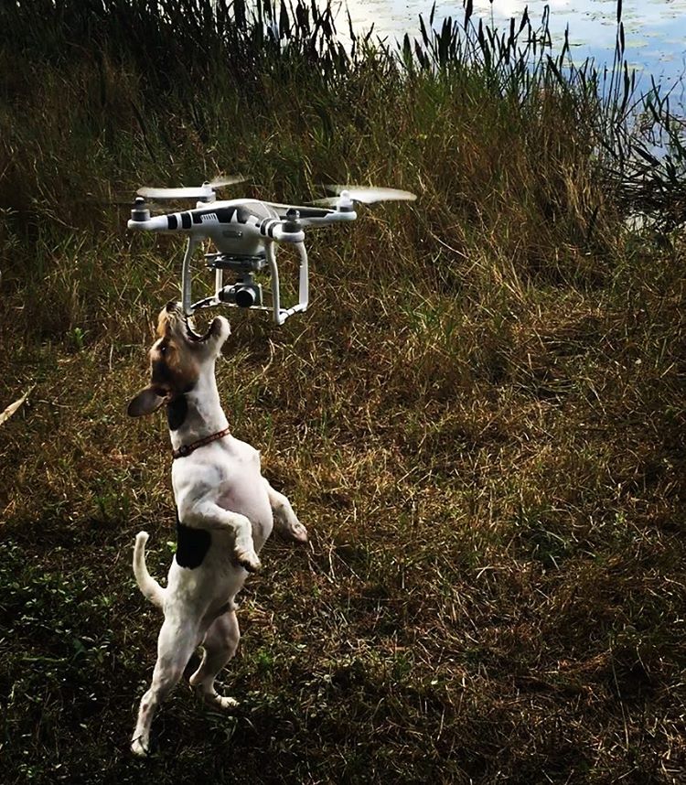 drone wildlife